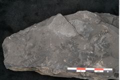 Foto (Detailansicht) von Sphenopteris haidingeri Ettingshausen (NHMW-GEO-2024-0188-10810)